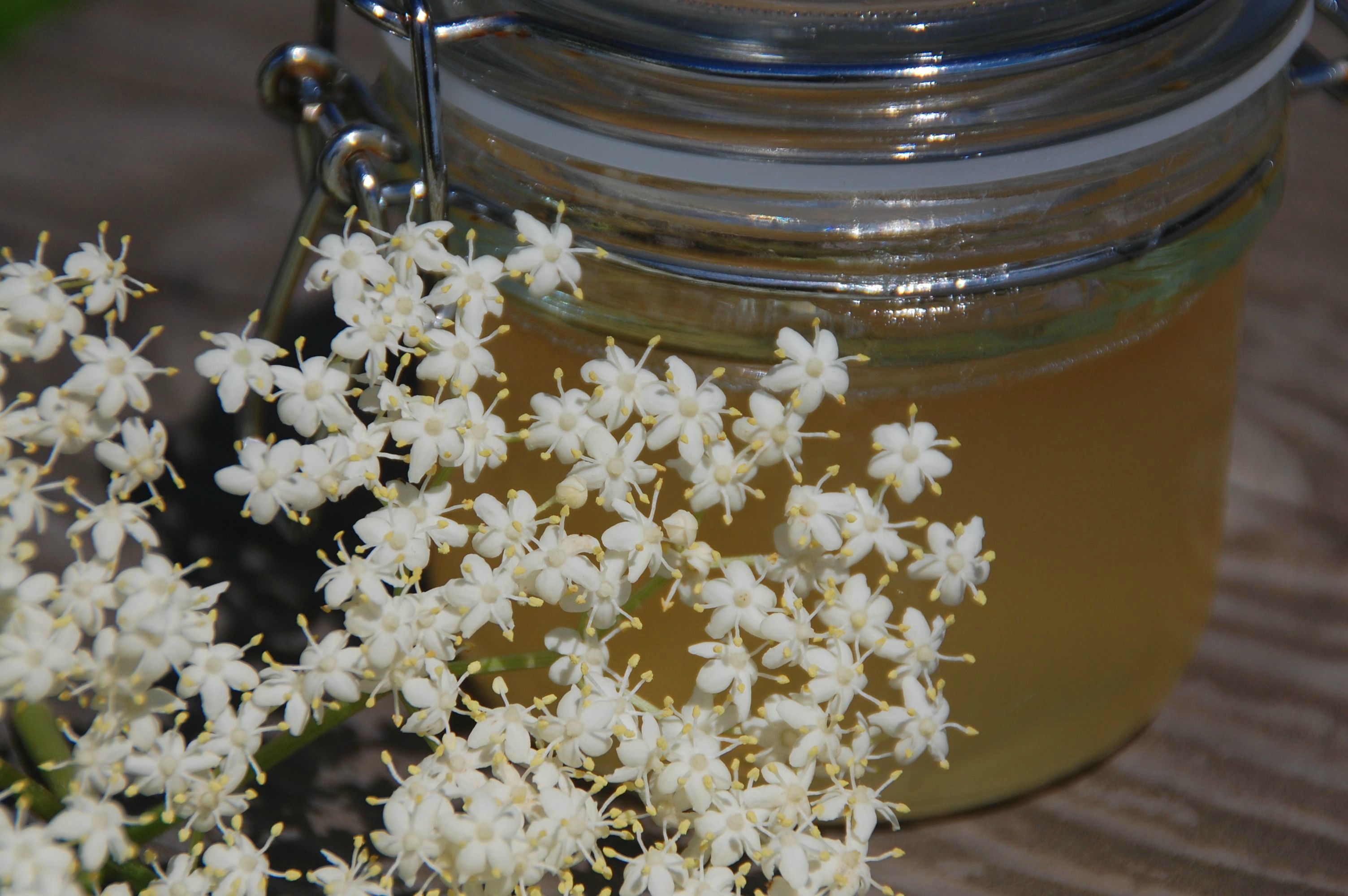 Hyldeblomster hører til sommeren