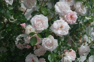 Beskæring af roser, får rosen busken til at blomstre smukt