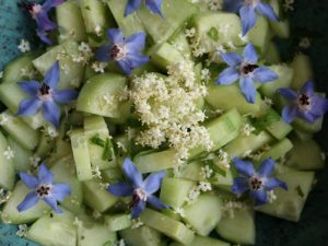 Agurkesalat med hyldeblomst og hjulkrone