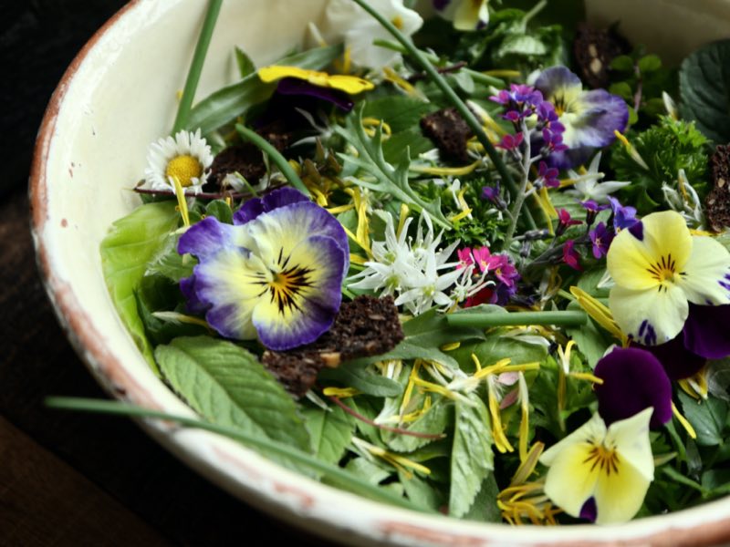Blomstrende salat med hornvioler og bøgeblade