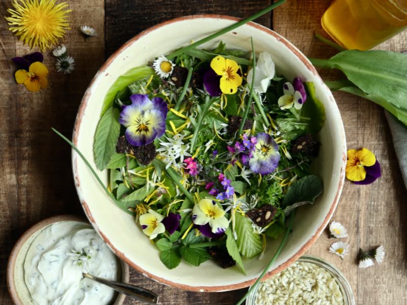 Blomstrende salat med hornvioler og bøgeblade