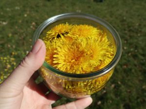 Mælkebøtteblomstereddike