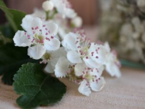 Hvidtjørneblomstersnaps