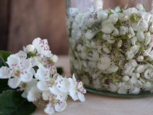 Hvidtjørneblomstersnaps