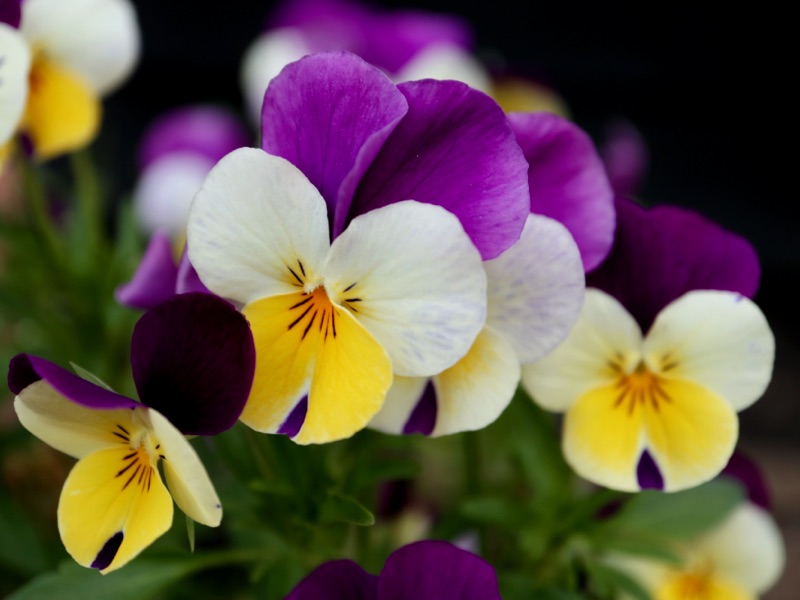 Blomstrende hornvioler - tag frø af hornvioler og stedmoder