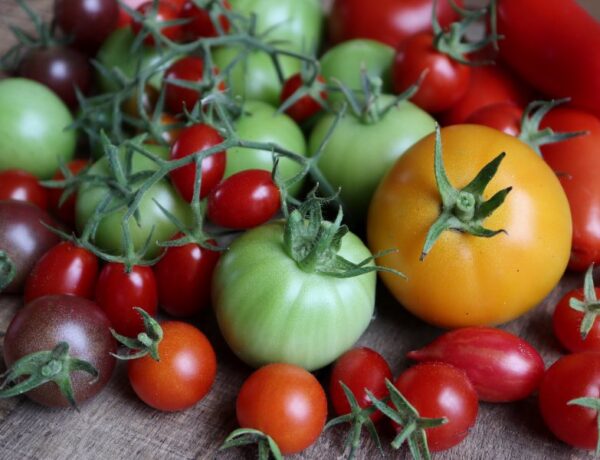 Opskrifter med tomater
