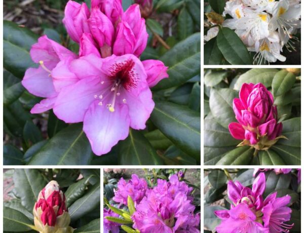Rhododendron i haven i maj