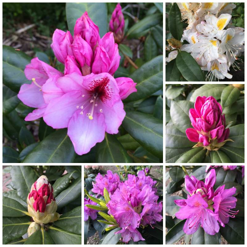 Rhododendron i haven i maj
