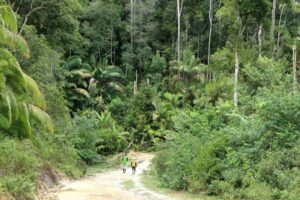 Jungletrekking på Borneo