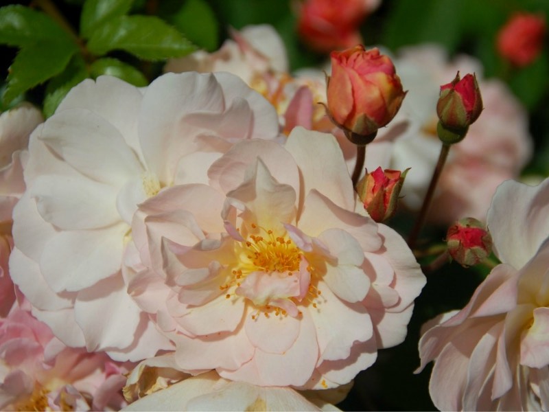 Rose Cornelia – en engelsk rose